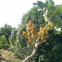 اجاره و سرپرستی ونظارت باغات پسته